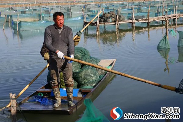 泗洪大闸蟹再引关注 蟹农网箱暂养增收近5亿元