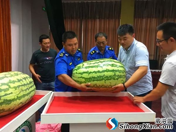 泗洪第二届魏营西瓜节最164.5斤 义卖所得善款近八万元