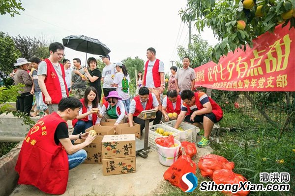 党支部+电商助力泗洪祖姚黄桃热销
